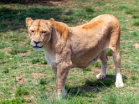 Lion & Safari Park